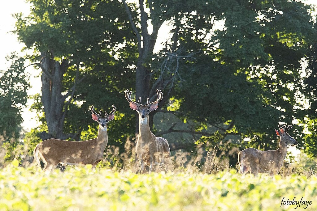 Backlit antlers by fayefaye