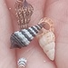 Tiny shells by fallenrosepetals