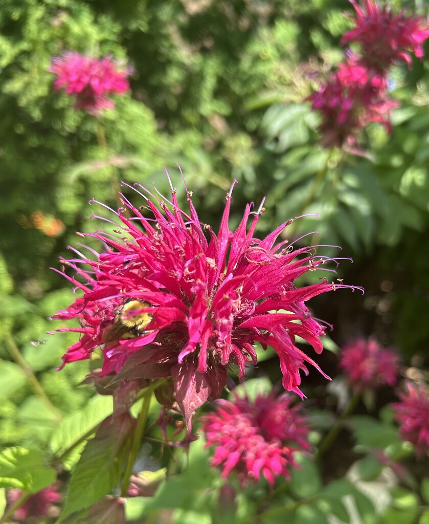 A bee deep in the bee balm  by mltrotter