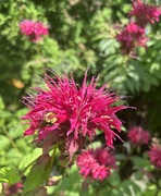 18th Jul 2024 - A bee deep in the bee balm 