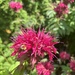 A bee deep in the bee balm 