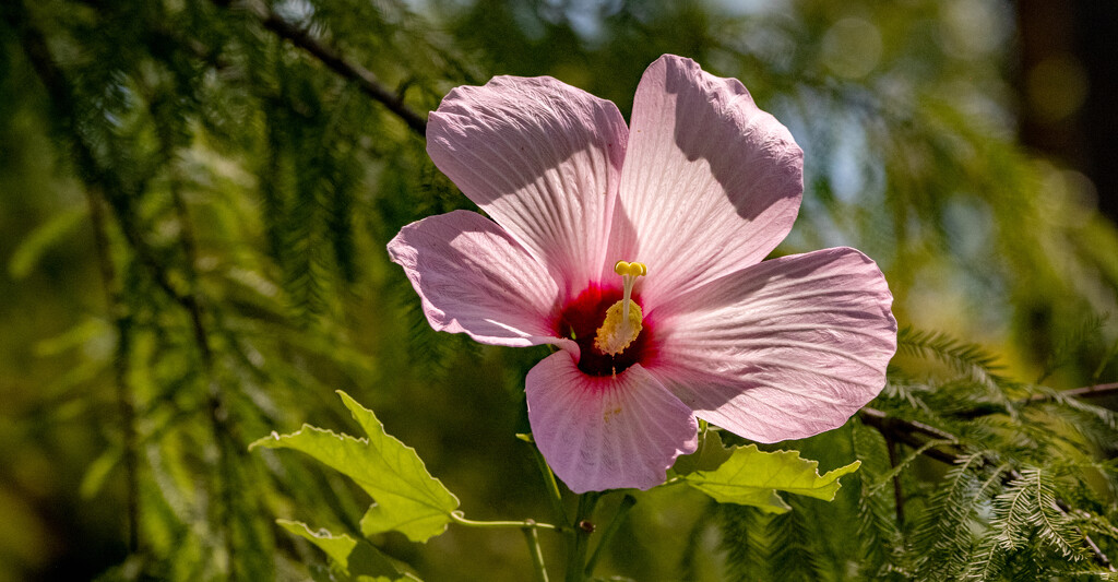 Hibiscus Flower! by rickster549