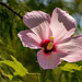 Hibiscus Flower!