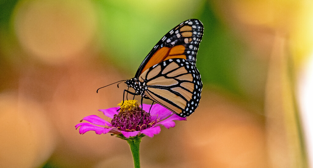 The Monarchs Were Pretty Busy Today! by rickster549