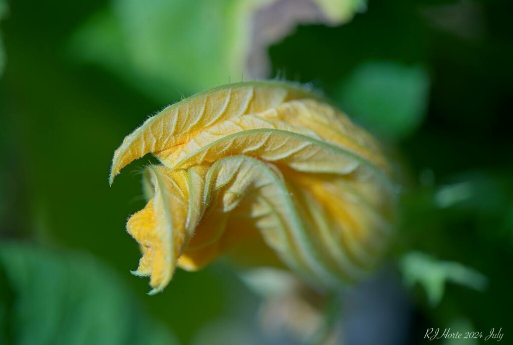 Summer squash by horter