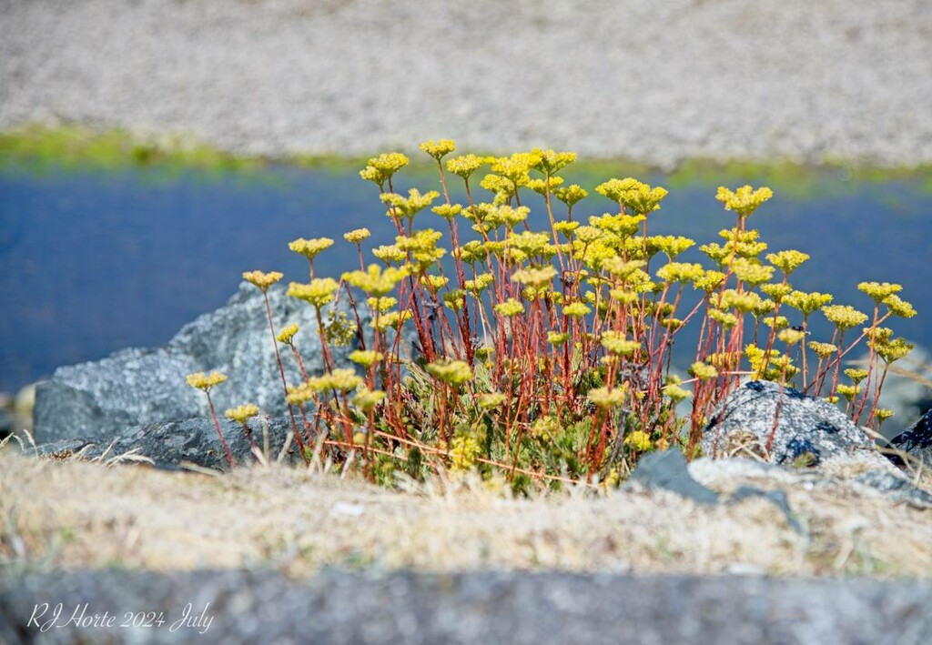 Growing in the Rocks by horter