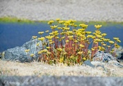 11th Jun 2024 - Growing in the Rocks