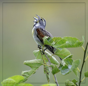 18th Jul 2024 - Dickcissel