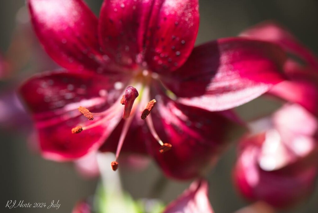 Garden Glory by horter