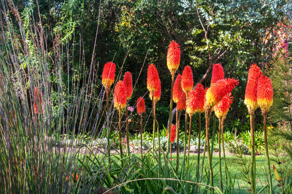 More red hot pokers by ludwigsdiana