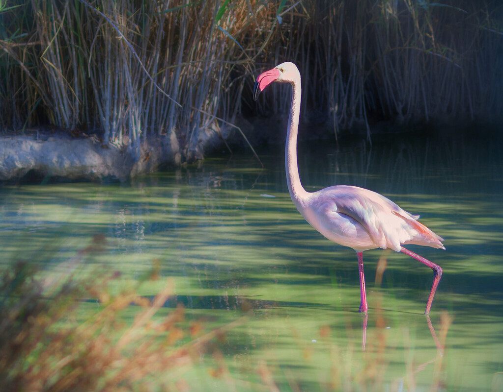 Happy Flamingo Friday by ludwigsdiana