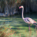 Happy Flamingo Friday