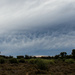 Mallee scrub and clouds