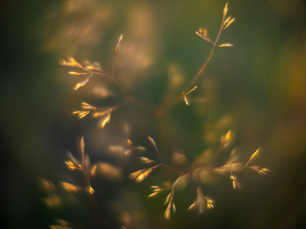 The meadow in the setting light by haskar