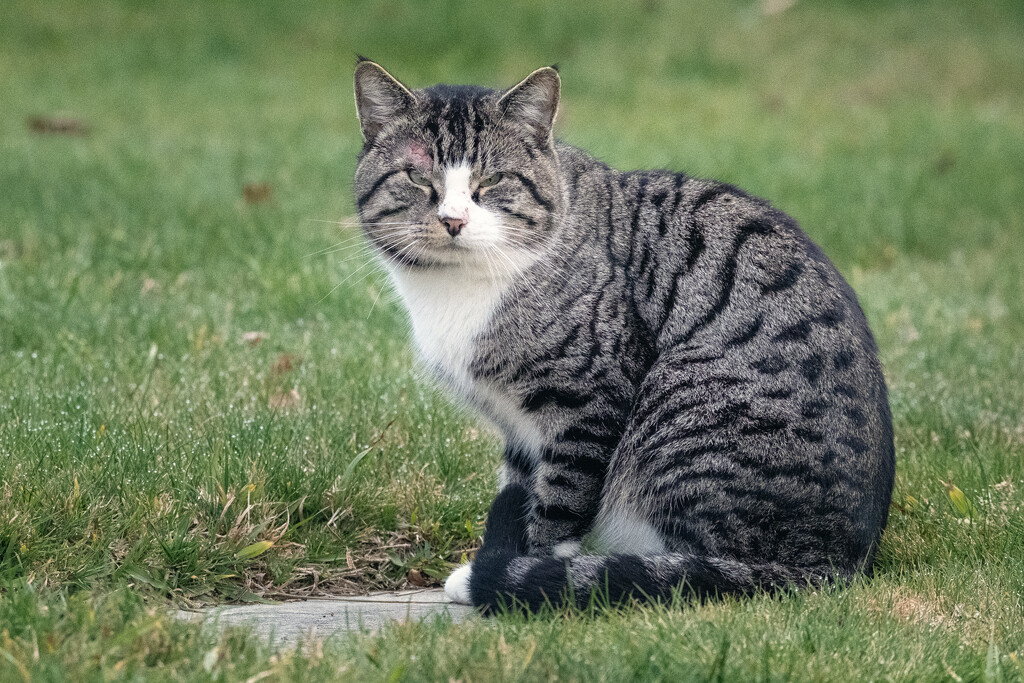 Soft Eyed Sphinx by helenw2