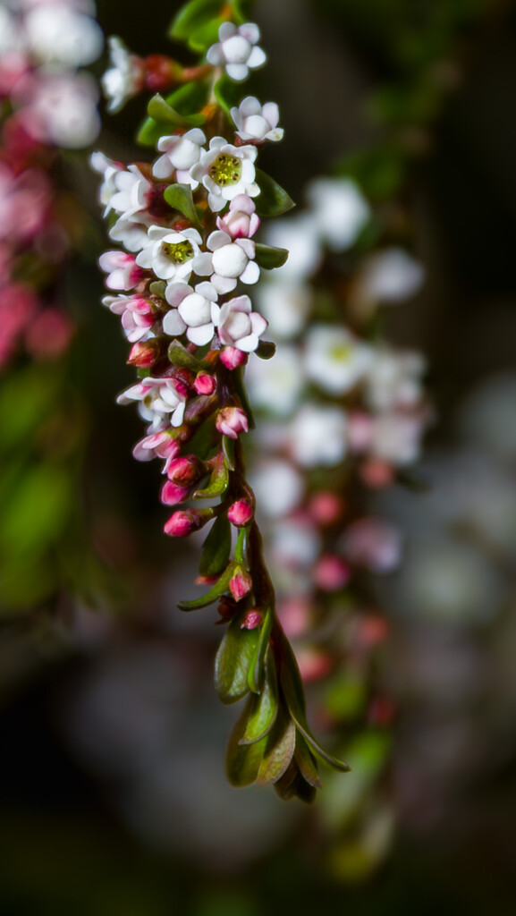 Tiny flowers by briaan