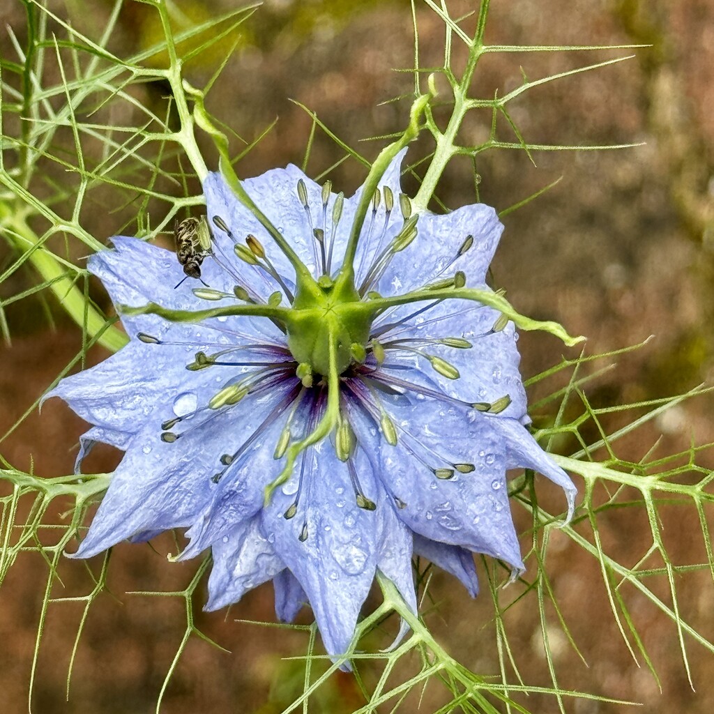 Love-in-a-mist-in-the-rain ;) by stimuloog