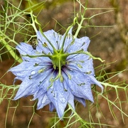 19th Jul 2024 - Love-in-a-mist-in-the-rain ;)