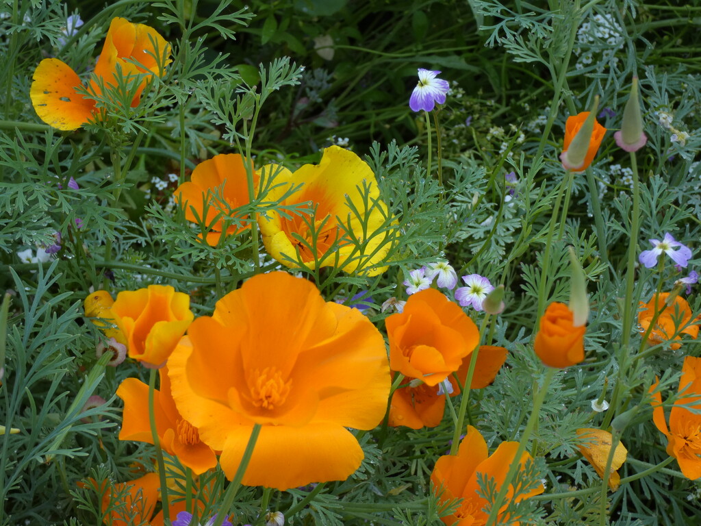 Californian Poppies  by foxes37