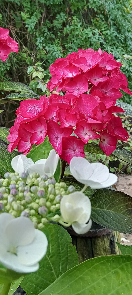 Hydrangea's  by 365projectorgjoworboys