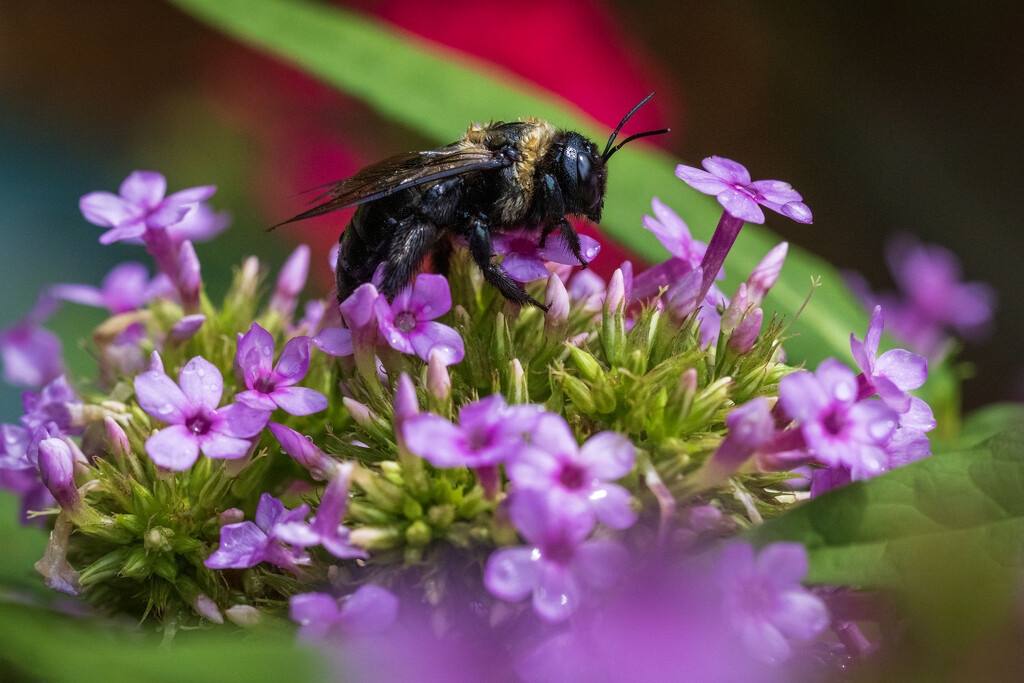 Buzz Pollination by kvphoto