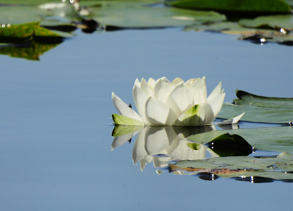 Water Lily by seattlite