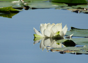 19th Jul 2024 - Water Lily