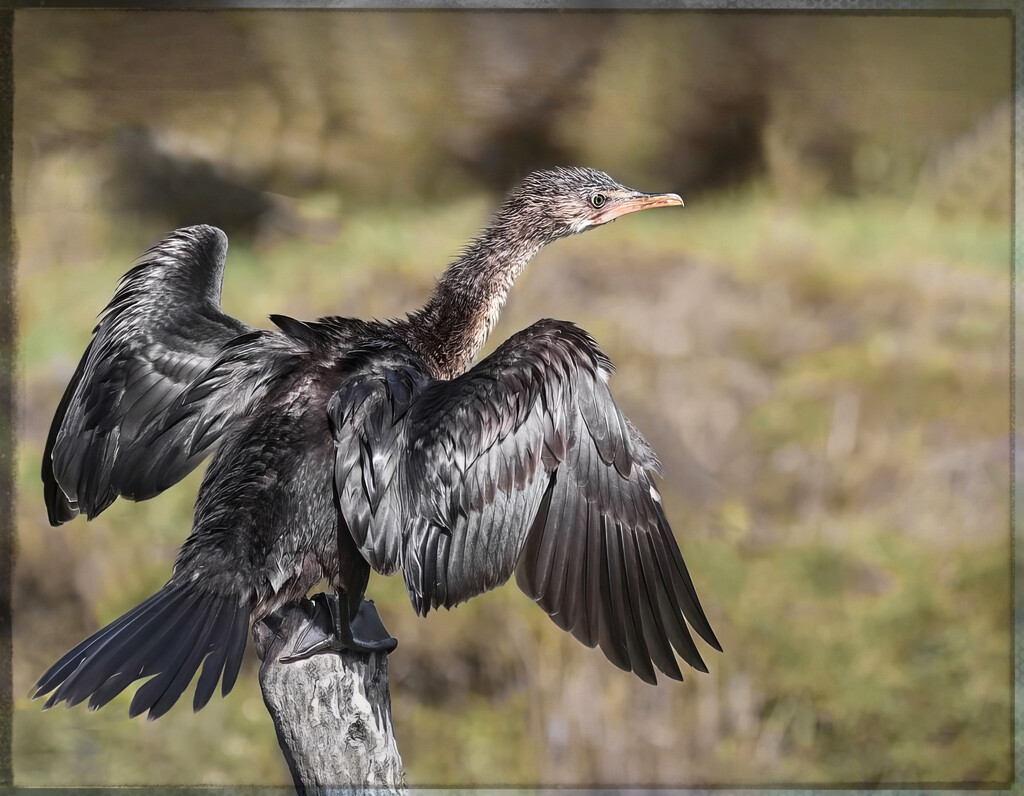 My first juvenile cormorant by ludwigsdiana