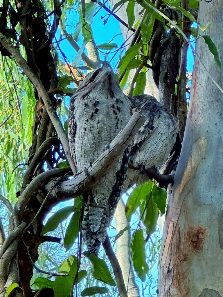 Tawny Frogmouths  by corymbia