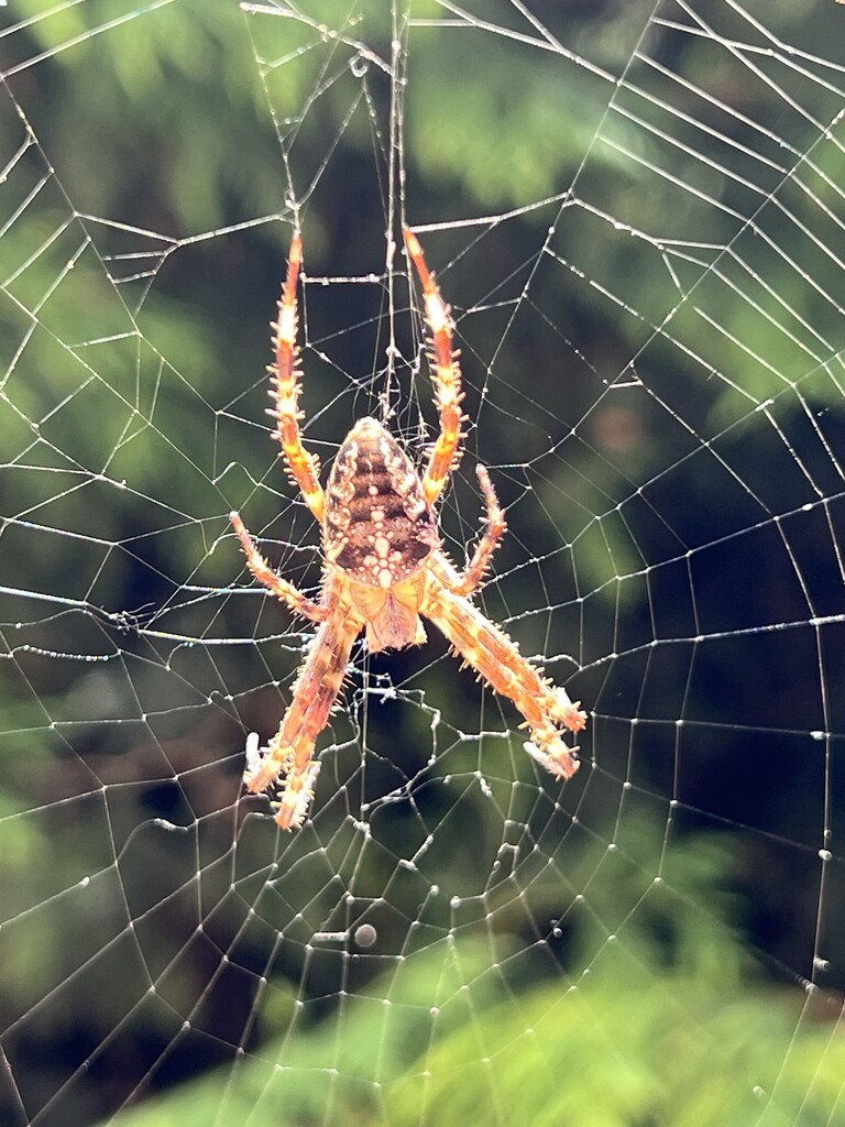 European garden spider by mattjcuk