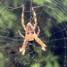 European garden spider by mattjcuk