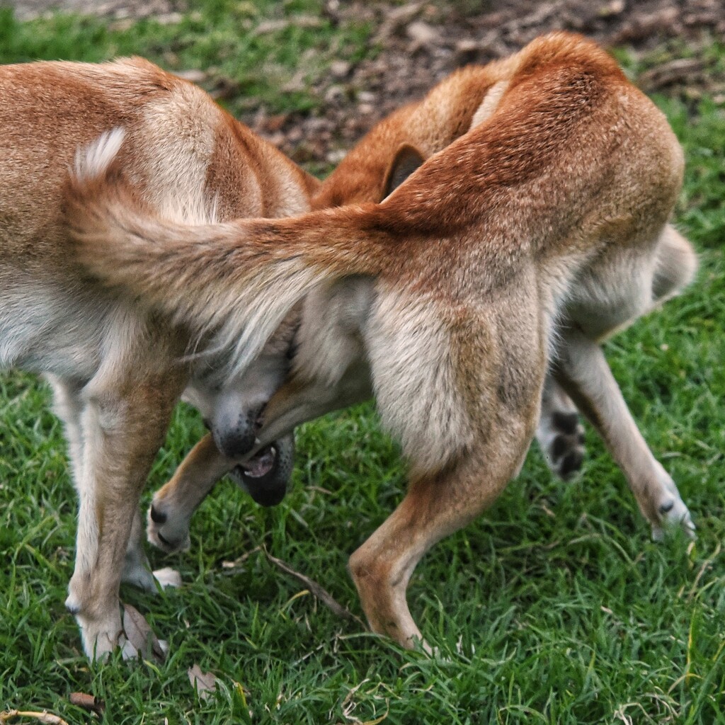 Dingoes (Australian wild dogs) playing? by johnfalconer