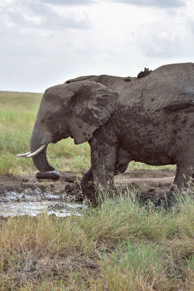 Play in the mud puddle by 365projectorgchristine