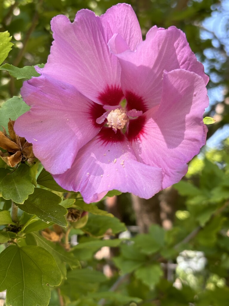 Rose of Sharon by pirish