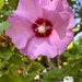 Rose of Sharon by pirish