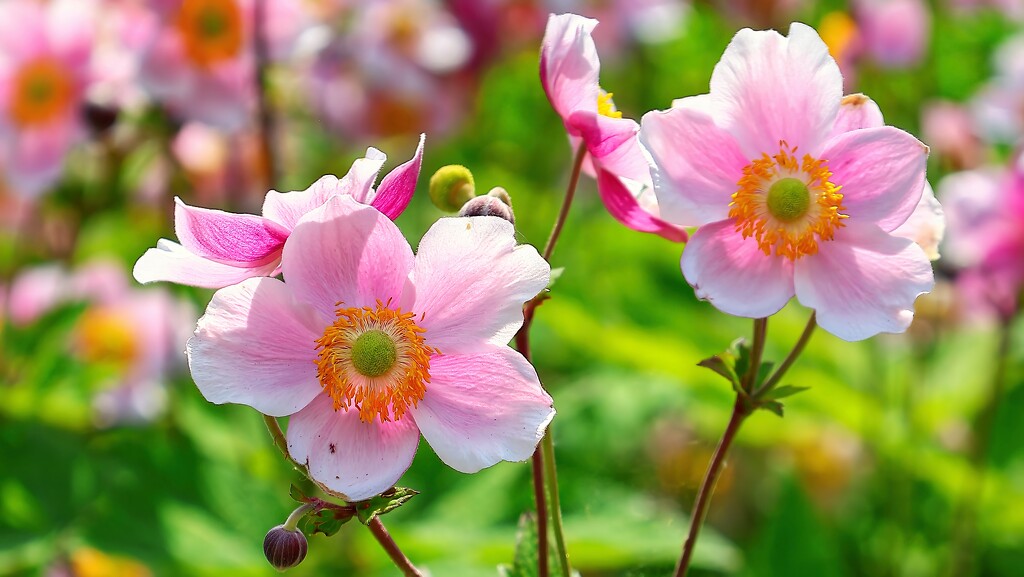 Japanese Anemone by neil_ge