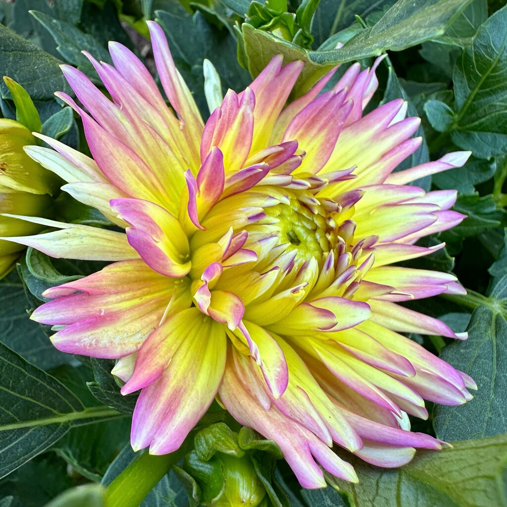 Multi-colored dahlia by shutterbug49