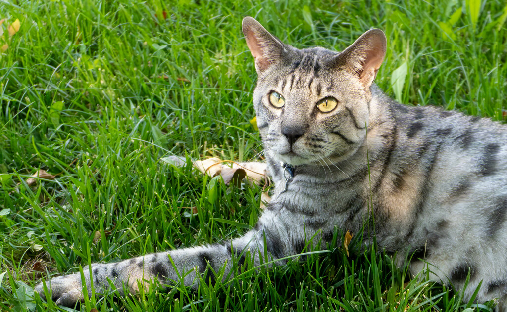 Baikal in the Grass by veronicalevchenko