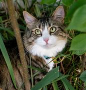 17th Jul 2024 - Leera in the Greenery