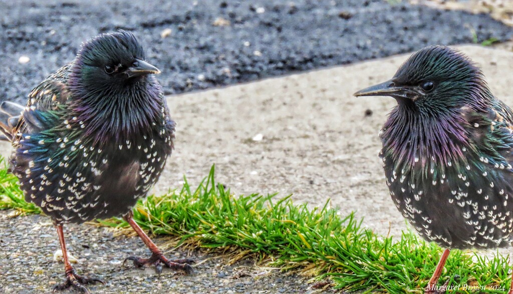 Starlings by craftymeg