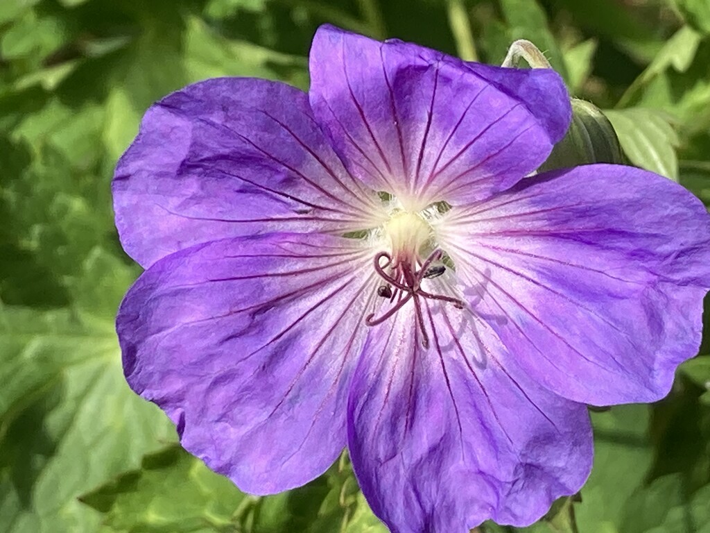 Geranium Flower by cataylor41