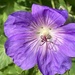 Geranium Flower by cataylor41