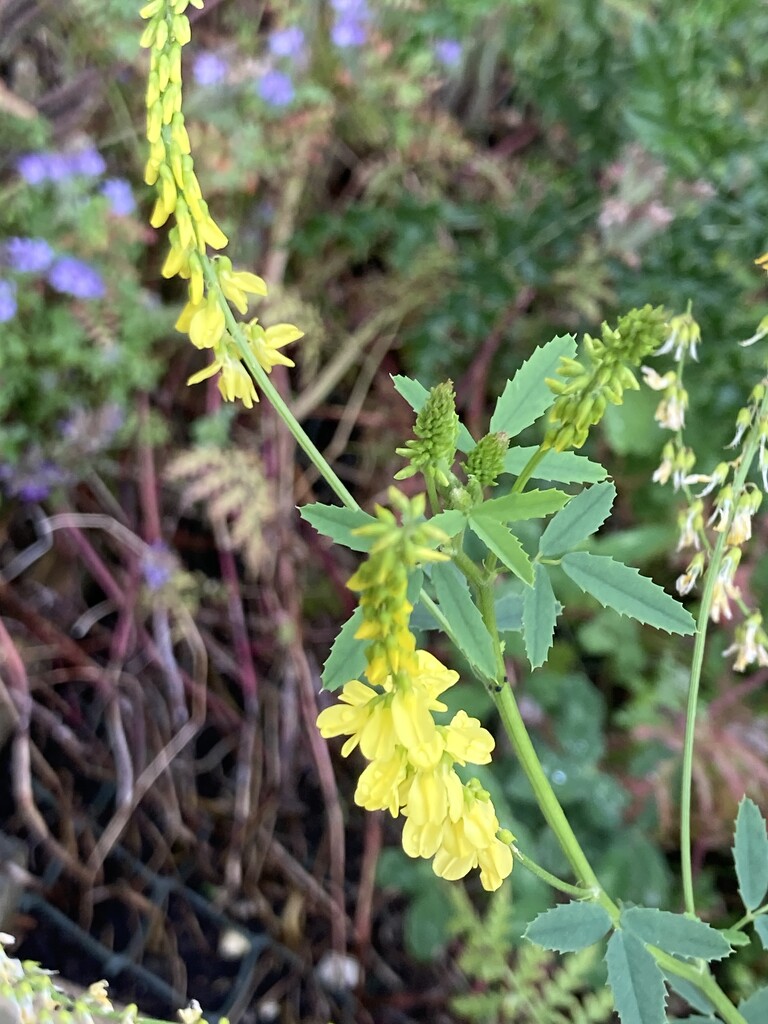 Yellow Flower by cataylor41