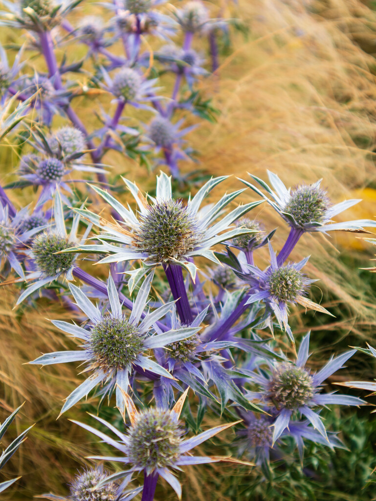 Sea holly by josiegilbert