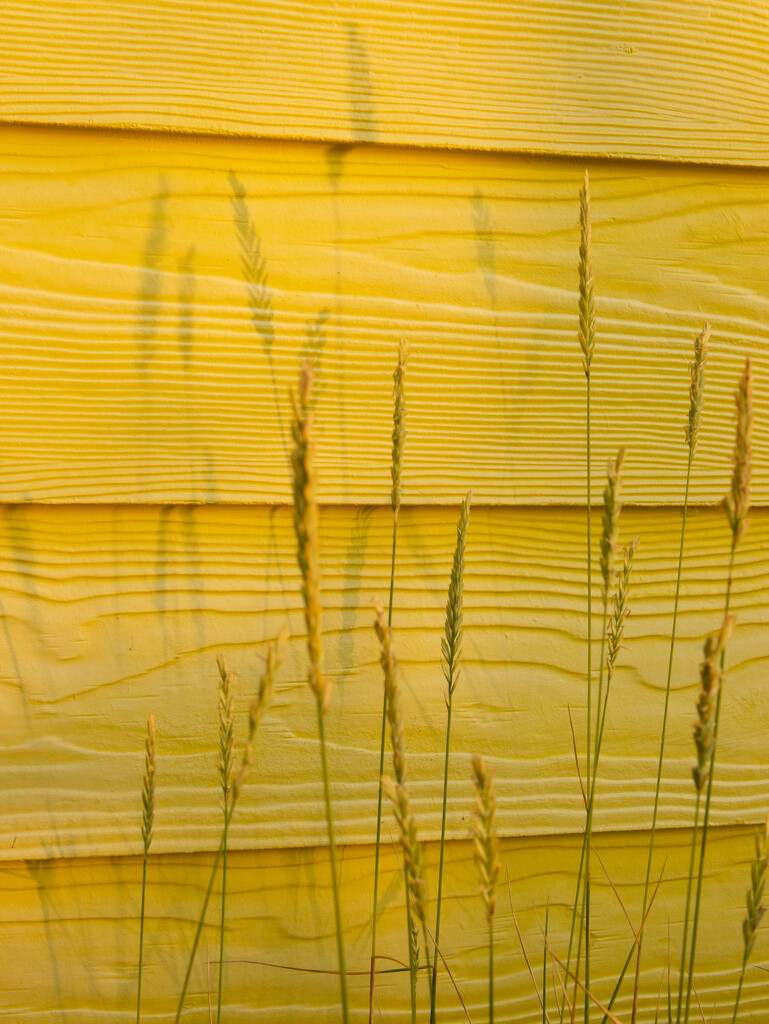 Grass on yellow by josiegilbert