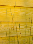 18th Jul 2024 - Grass on yellow