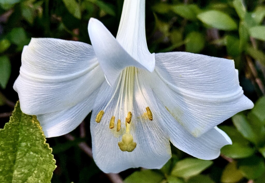 Pure beauty by congaree