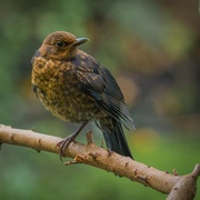 19th Jul 2024 - Young Blackbird, I think!