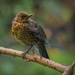 Young Blackbird, I think! by bobby5722