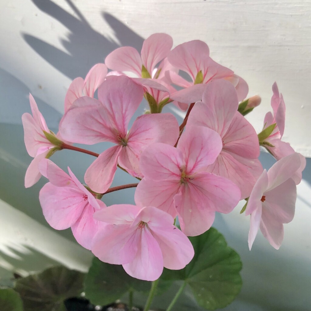 Light Pink Geraniums  by dailypix